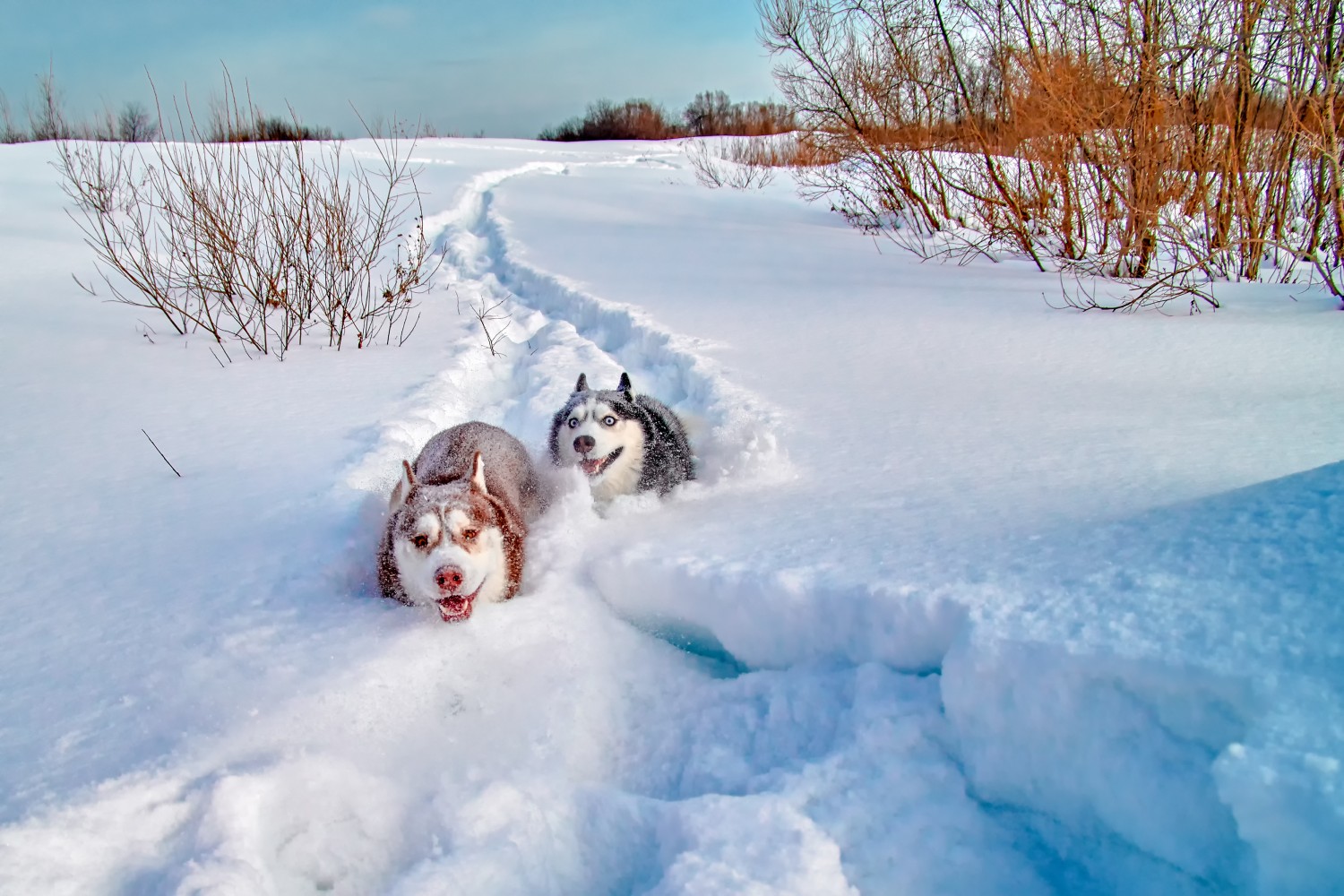 Dogs Running thru Snow